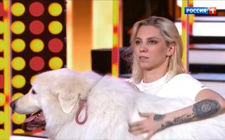 'Привет Андрей' 11.07.2020: Любимые животные звезд